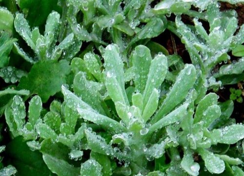清明菜是什么菜