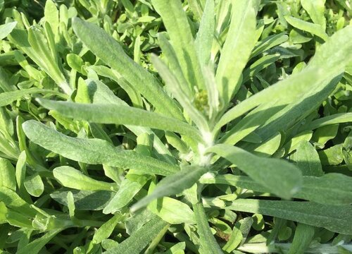 清明菜是什么菜