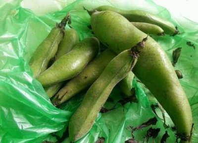 豆青是什么菜 豆青是什么样子
