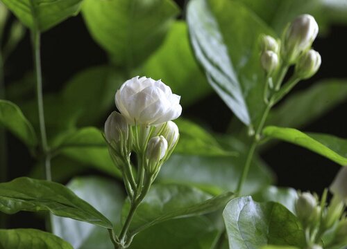 茉莉喜欢太阳吗