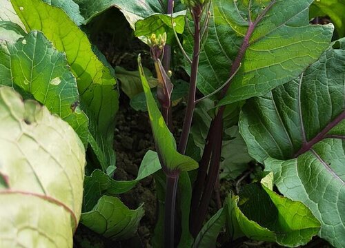 红菜是什么菜