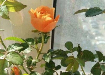 月季花喜阳 月季花喜欢太阳吗