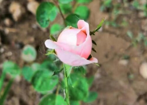 月季花喜欢太阳吗