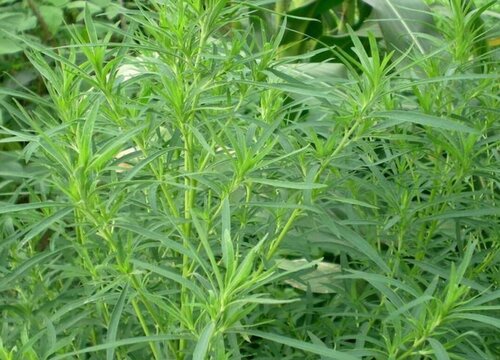 扫帚菜是什么菜
