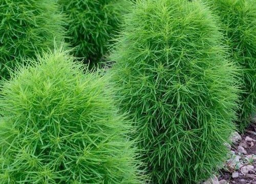 扫帚菜是什么菜