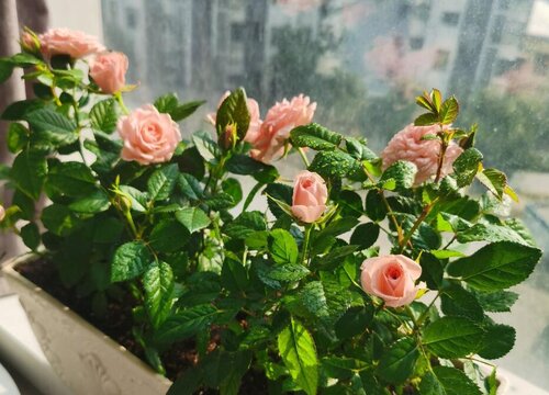 月季花喜欢太阳吗