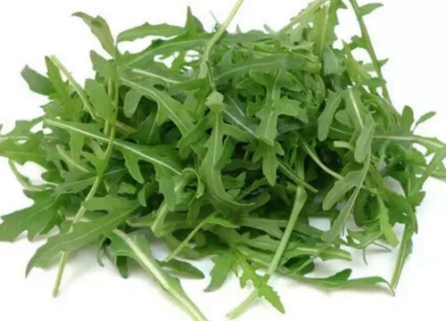 芝麻菜是什么菜