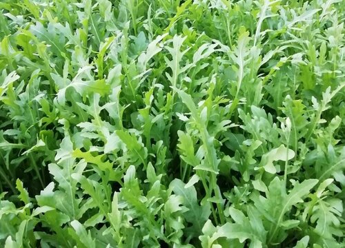芝麻菜是什么菜