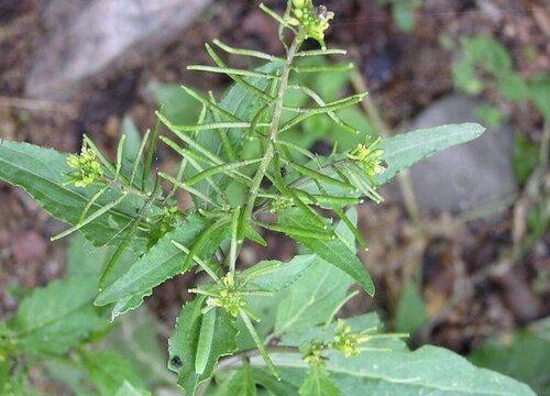 蔊菜是什么菜