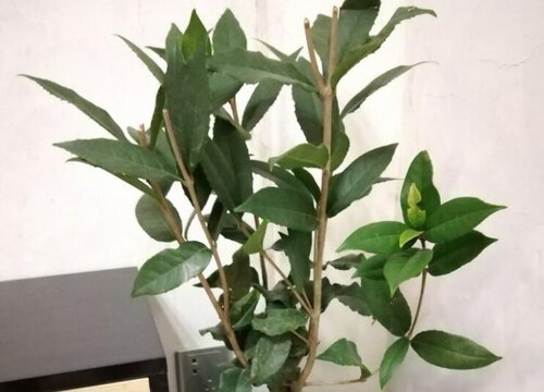 四季桂喜欢太阳吗