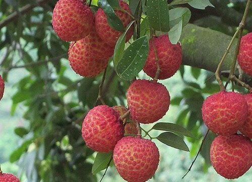 深圳荔枝几月份成熟上市