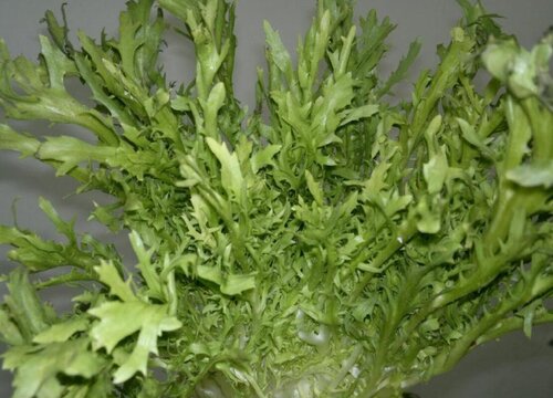 苦菊是什么菜