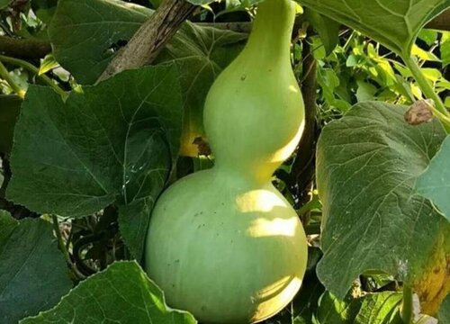 葫芦是什么菜