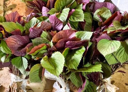紫苏是什么菜