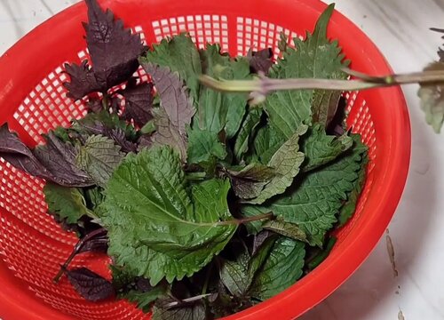 紫苏是什么菜
