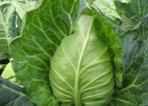 牛心菜是什么菜