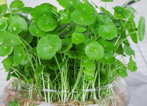 铜钱草喜欢太阳吗