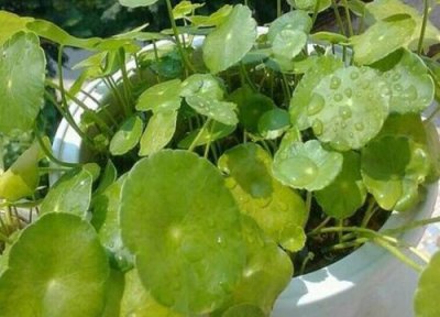铜钱草喜阳 铜钱草喜欢太阳吗
