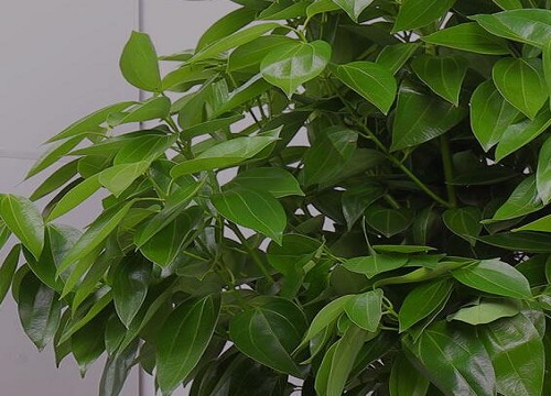 幸福树喜欢太阳吗