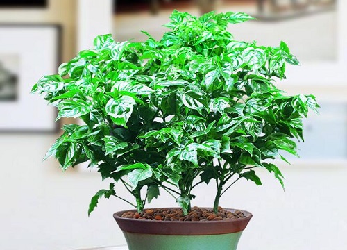 幸福树喜欢太阳吗