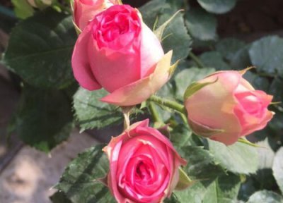 玫瑰花喜阳 玫瑰花喜欢太阳吗
