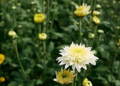 菊花喜欢太阳吗 菊花晒蔫了怎么办