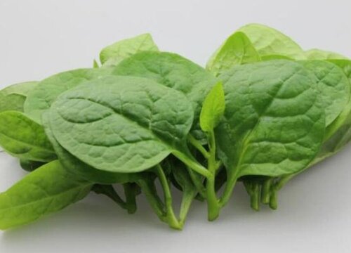 潺菜是什么菜