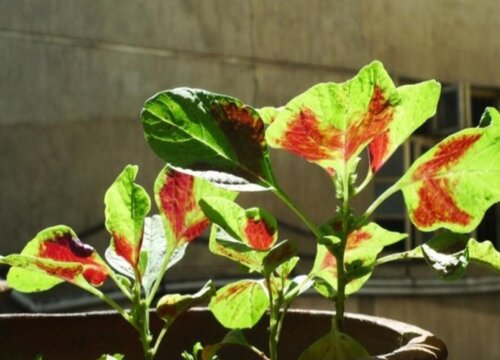 红苋菜是什么菜