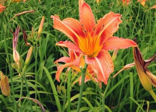 忘忧草是什么菜
