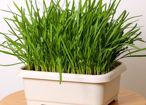 韭菜是什么菜