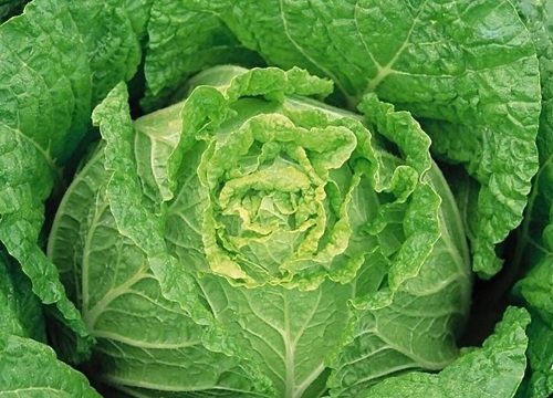 白菜是什么菜