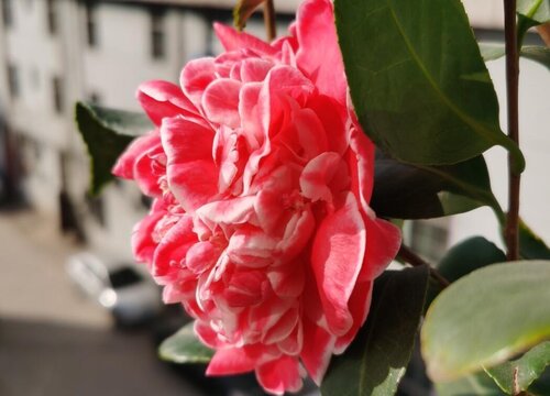 茶花喜欢太阳吗