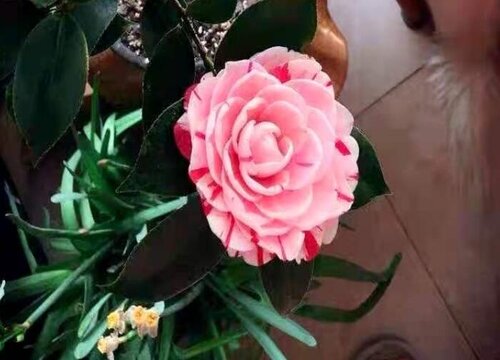 茶花喜欢太阳吗