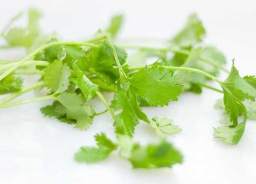 芫荽是什么菜