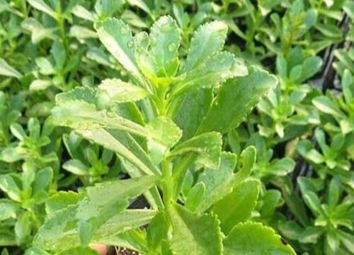 钙菜是什么菜