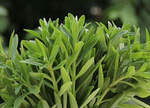 钙菜是什么菜