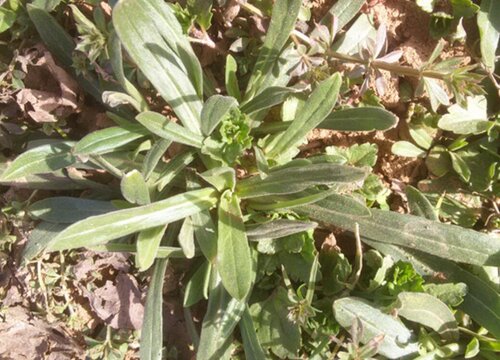 面条菜是什么菜