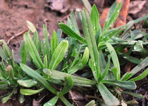 面条菜是什么菜