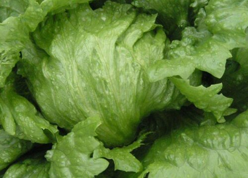 圆生菜是什么菜