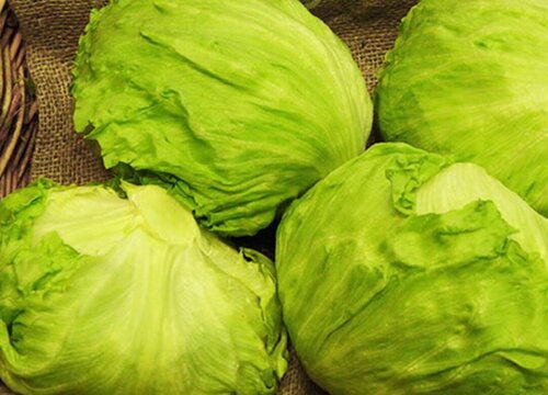 圆生菜是什么菜