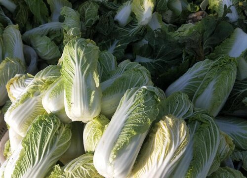 娃娃菜是什么菜