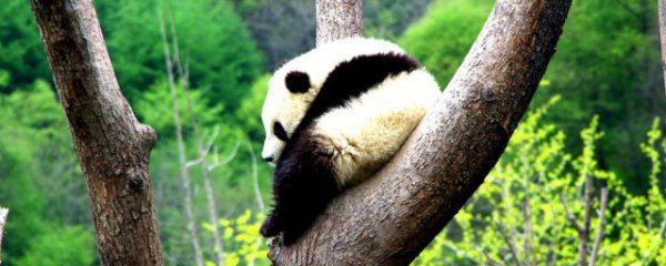 有活化石之称的野生动物是