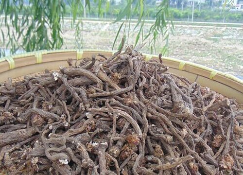 婆婆丁是什么菜