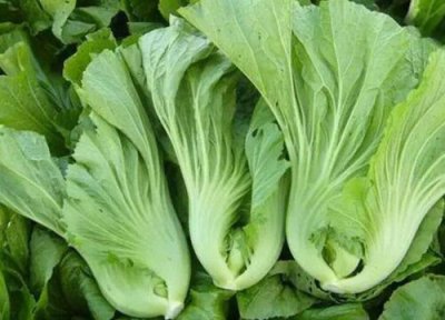 噶菜是什么菜 噶菜的功效与作用