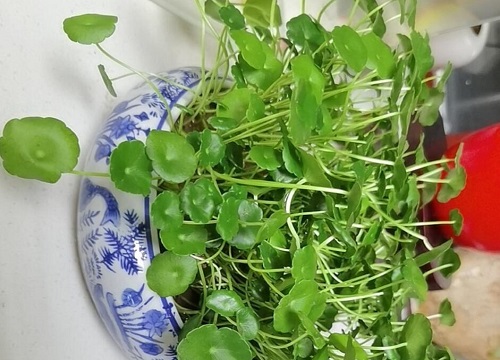 金钱草可以泡水喝吗