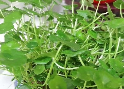 金钱草泡水喝 金钱草可以泡水喝吗