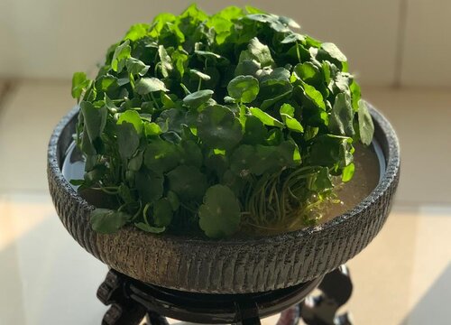 金钱草可以泡水喝吗