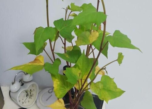 家里种红薯风水好吗
