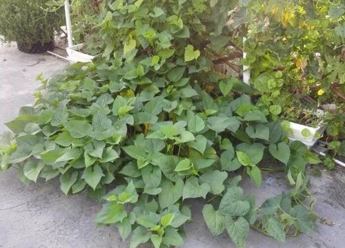 家里种红薯风水好吗