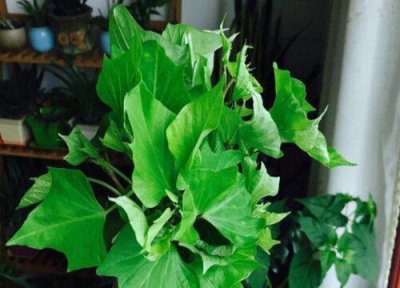 家里种红薯风水 家里种红薯风水好吗